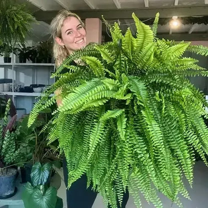 🏆 50K+ SOLD!🔥🌱 UV-Resistant Lifelike Artificial Boston Fern