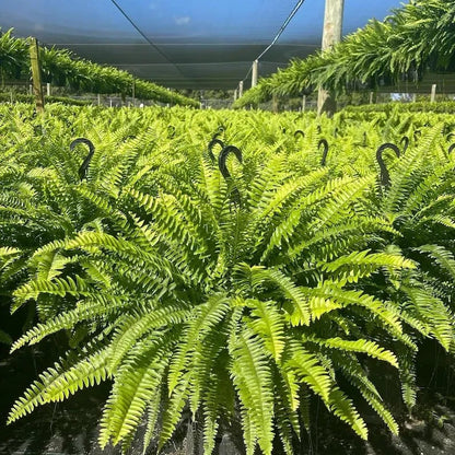 🏆 50K+ SOLD!🔥🌱 UV-Resistant Lifelike Artificial Boston Fern