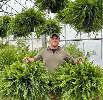 🏆 50K+ SOLD!🔥🌱 UV-Resistant Lifelike Artificial Boston Fern