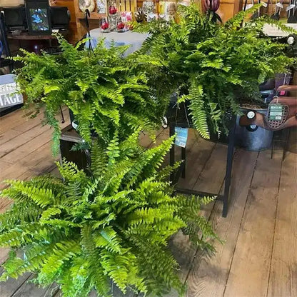 🏆 50K+ SOLD!🔥🌱 UV-Resistant Lifelike Artificial Boston Fern
